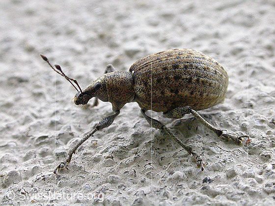 Variabler Plumprüssler (Liophloeus tessulatus)