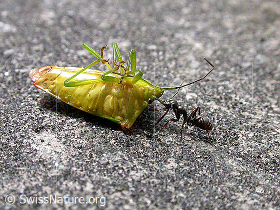 Grüne Stinkwanze (Palomena prasina)