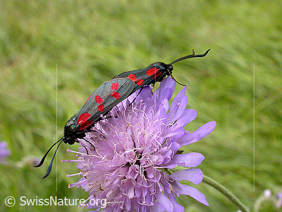 Foto: Gewöhnliche Widderchen (Zygaena filipendulae), Paarung
Umgebung: Unbekannt.
Lat.: Zygaena filipendulae
Familie: Zygaenidae (Widderchen)
Unterfamilie: Zygaeninae (Rotwidderchen) 
Gattung: Zygaena