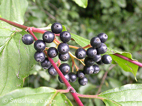 Foto: Roter Hornstrauch