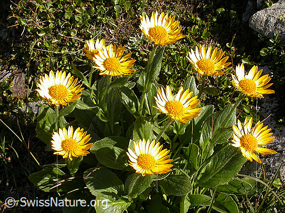 Foto: Grossköpfige Gemswurz
Lat.: Doronicum grandiflorum
Familie: Asteraceae