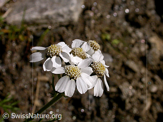 Foto: Hallers Schafgarbe, Blüten
Lat.: Achillea atrata
Familie: Asteraceae
