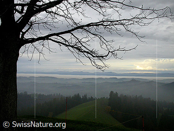 Foto: Herbstliche Stimmung über dem Emmental. Nebelmeer über dem Mitteland. Im Hintergrund der Jura.