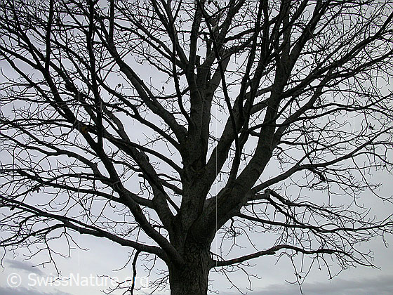Foto: Baum im Herbst.