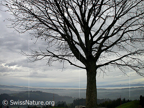 Foto: Baum im Herbst. Im Hintergrund das Mittelland und der Jura.