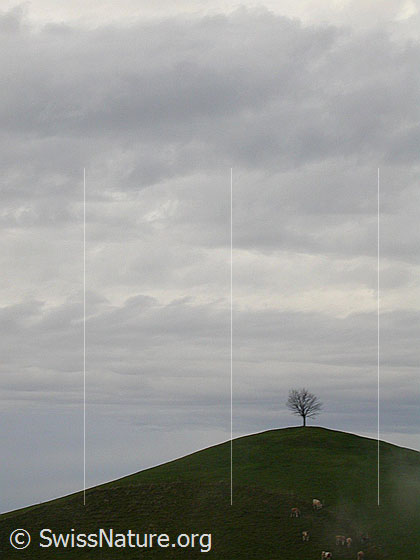 Foto: Herbstliche Stimmung im Emmental. Hügel mit Baum.