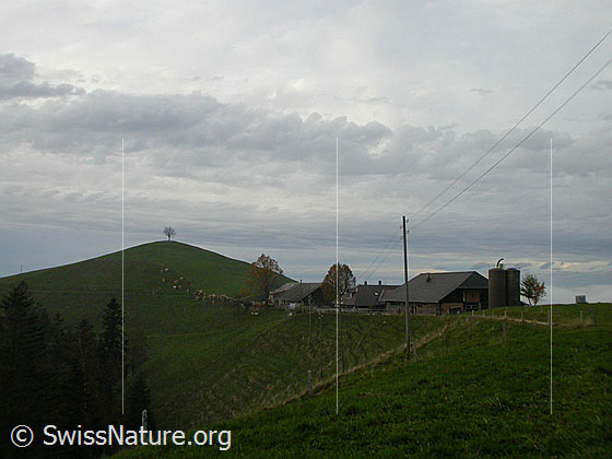Foto: Herbstliche Stimmung im Emmental. Hügel mit Baum. Davor ein Bauernhof.