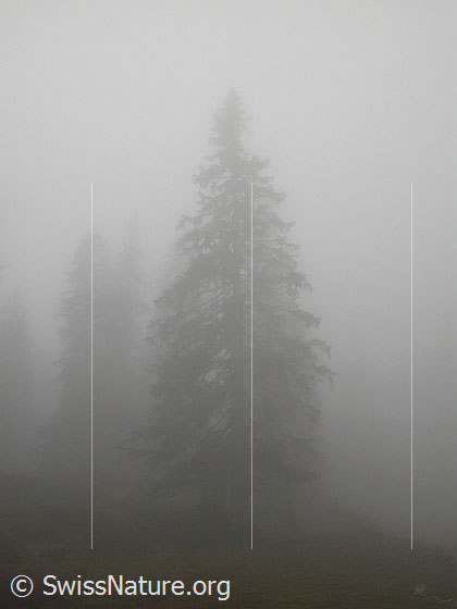 Foto: Herbstliche Stimmung unterhalb der Hohganthütte. Tanne im Nebel.