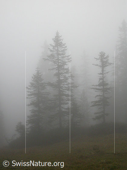 Foto: Herbstliche Stimmung unterhalb der Hohganthütte. Tannen im Nebel.