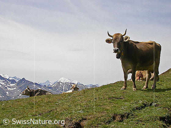 Foto: Kuh vor Bergkulisse.