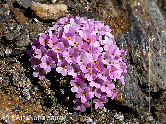 Foto: Alpen-Mannsschild 
Lat.: Androsace alpina
Familie: Primulaceae (Schlüsselblumengewächse)
Gattung: Androsace (Mannsschild)