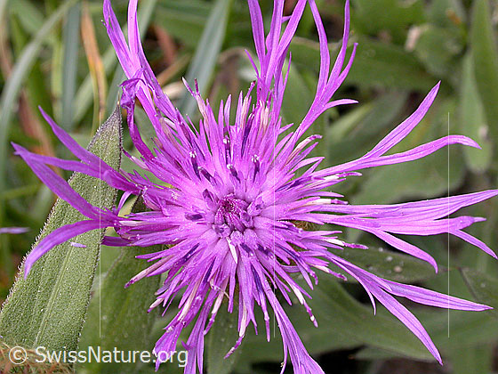 Foto: Federige Flockenblume, Blüte 
Lat.: Centaurée nervée 
Familie: Asteraceae