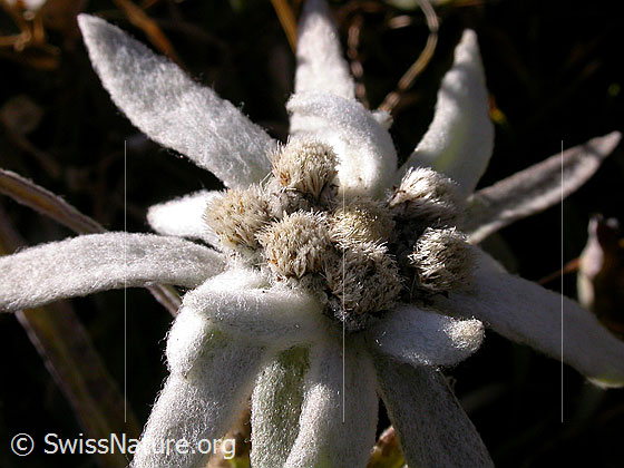 Foto: Edelweiss 
Lat.: Leontopodium alpinum
Familie: Asteraceae (Korbblütler)