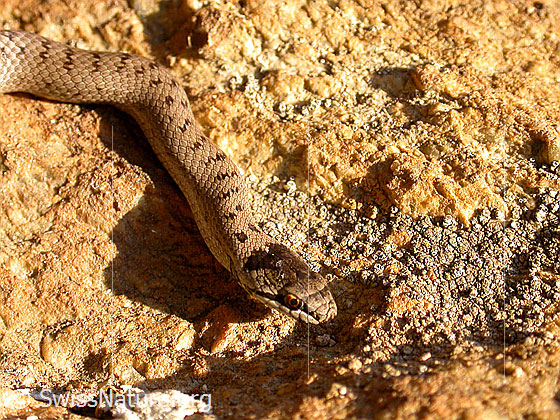 Schlingnatter (Coronella austriaca)