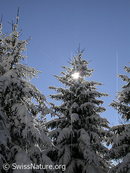 Foto: Verschneite Tannen im Gegenlicht.