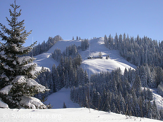 Foto: Winterlandschaft mit Tanne, verschneitem Wald und Bauernhof.