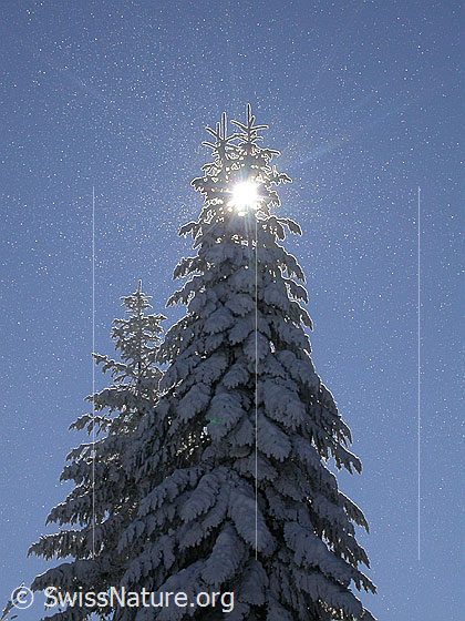 Foto: Verschneite Tanne im Gegenlicht.