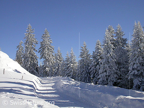 Foto: Winterlandschaft mit verschneiten Tannen und Fahrweg.