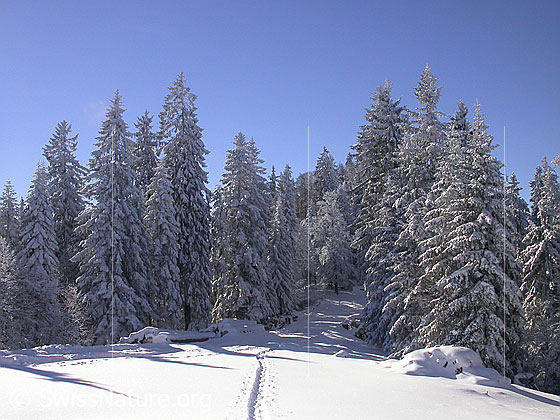 Foto: Winterlandschaft mit verschneiten Tannen und Schneeschuspur.