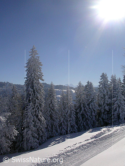 Foto: Winterlandschaft mit tief verschneiten Tannen und Fahrweg. Im Hintergrund Eiger und Mönch.