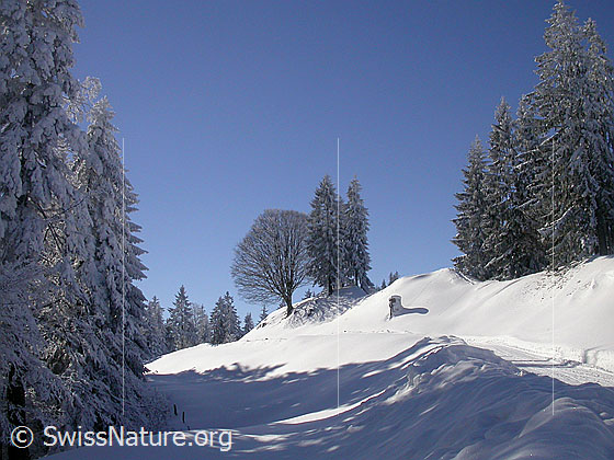 Foto: Winterlandschaft mit tief verschneiten Tannen und Fahrweg.