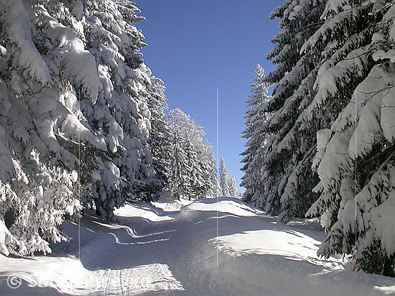 Foto: Fahrweg in tief verschneitem Wald.