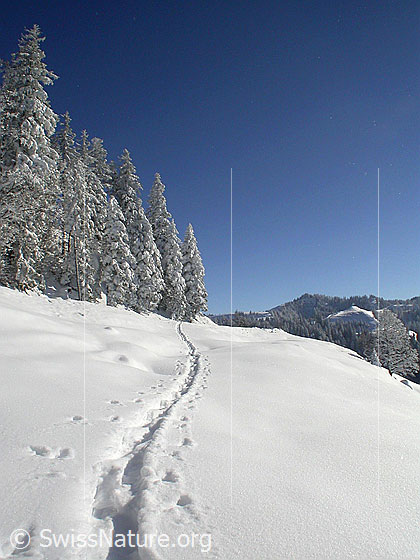 Foto: Winterlandschaft mit Schneeschuhspur, tief verschneiten Tannen und Wäldern. Im Hintergrund der Farnliesel.