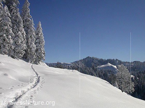 Foto: Winterlandschaft mit Schneeschuhspur, tief verschneiten Tannen und Wäldern. Im Hintergrund der Farnliesel.