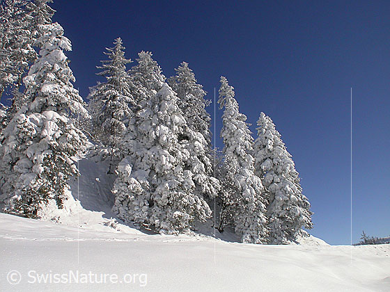 Foto: Winterlandschaft mit tief verschneiten Tannen.