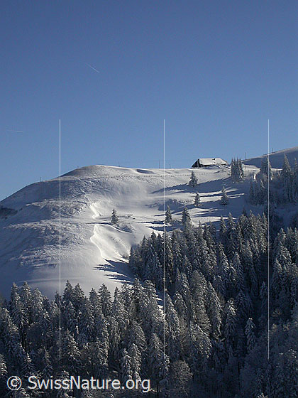 Foto: Winterlandschaft mit tief verschneiten Wäldern und Alphütte(Farnli) auf einer Krete.