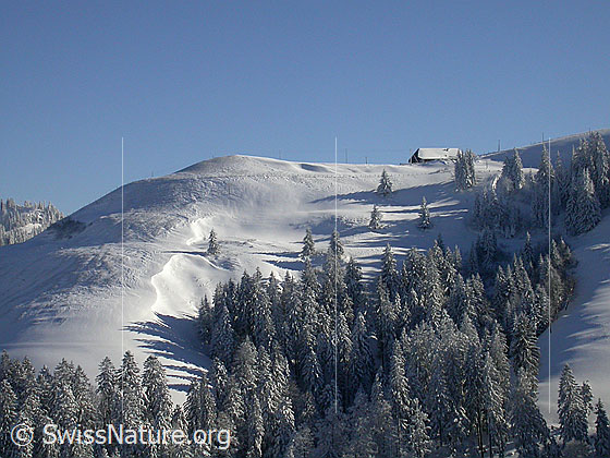 Foto: Winterlandschaft mit tief verschneiten Wäldern und Alphütte (Farnli) auf einer Krete.