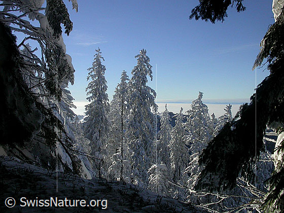 Foto: Urtümliche Winterlandschaft.