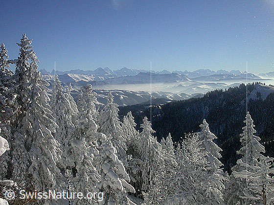 Foto: Blick vom Farnliesel über tief verschneite Tannen zu den Berner Alpen.