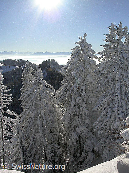 Foto: Blick vom Farnliesel über tief verschneite Tannen zur Stockhornkette.