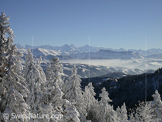 Foto: Blick vom Farnliesel über tief verschneite Tannen zu den Berner Alpen.