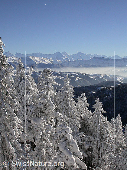 Foto: Blick vom Farnliesel über tief verschneite Tannen zu den Berner Alpen.