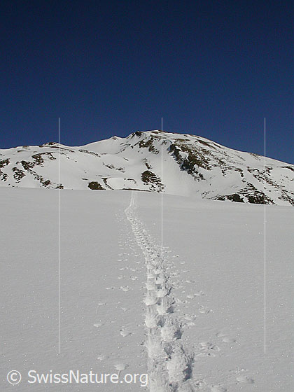 Foto: Schneeschuhspur bei Gand.