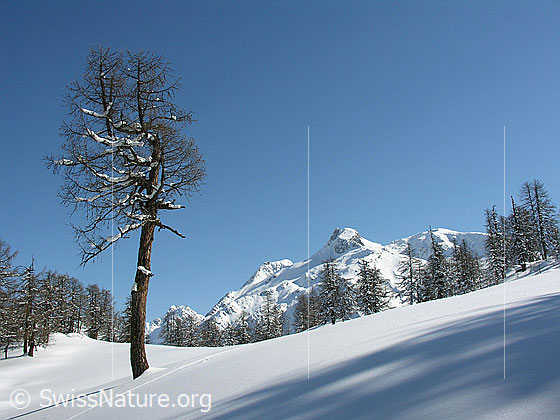 Foto: Winterlandschaft mit markanter Lärche, lichtem Lärchenwald. Im Hintergrund ein Berg.
