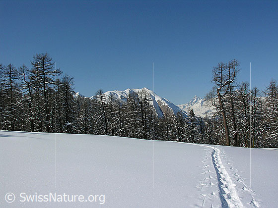 Foto: Winterlandschaft mit Schneeshuhspur und lichtem Lärchenwald. Im Hintergrund ein Berg.