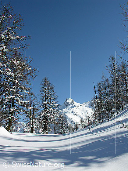 Foto: Winterlandschaft mit lichtem Lärchenwald und Berg im Hintergrund,