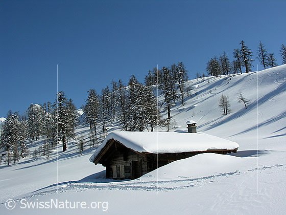 Foto: Winterlandschaft mit Alphütte und lichtem Lärchenwald.