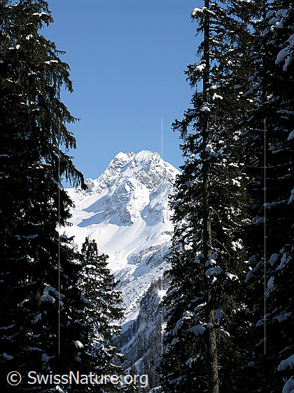 Foto: Winterliches Ofenhorn umrahmt von Tannenwald.