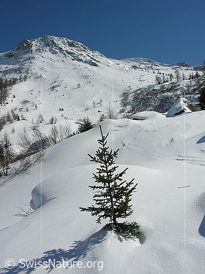 Foto: Kleines Tännchen in Winterlandschaft.