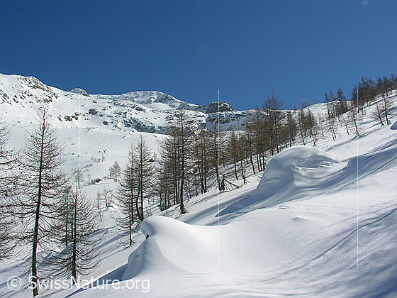 Foto: Winterlandschaft mit lichtem Lärchenwald unterhalb Mässersee.
