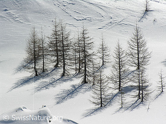 Foto: Winterlandschaft mit Lärchen. Interssanter Schattenwurf.