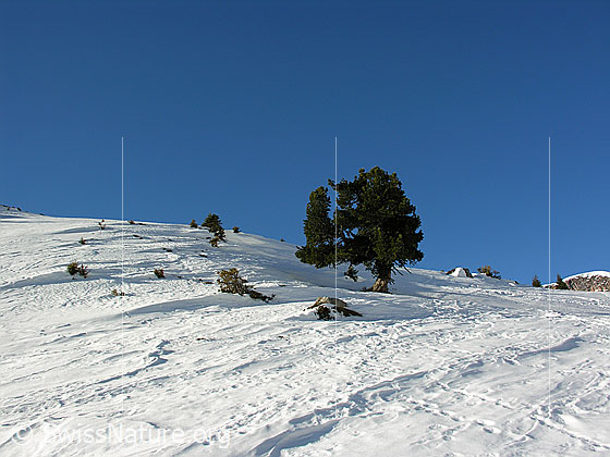 Foto: Im Aufstieg zum Ankestock. Mächtige Föhre in schneebedeckter Landschaft.