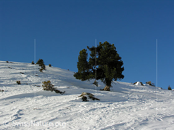 Foto: Im Aufstieg zum Ankestock. Mächtige Föhre in schneebedeckter Landschaft.