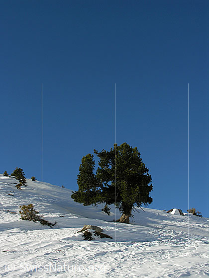 Foto: Im Aufstieg zum Ankestock. Mächtige Föhre in schneebedeckter Landschaft.