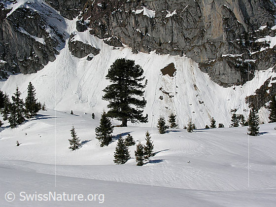 Foto: Im Abstieg vom Ankestock. Stattliche Föhre und einzelne Tannen an der Waldgrenze auf dem schneebedeckten Alpetli.