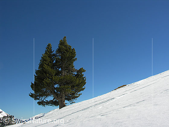 Foto: Im Abstieg vom Ankestock. Mächtige Föhre in schneebedeckter Landschaft.